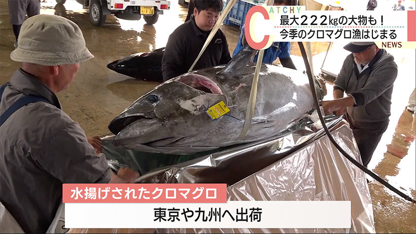 石垣島　丸々と太ったクロマグロが水揚げ