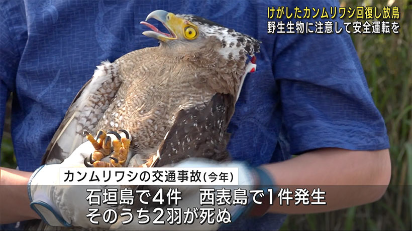 カンムリワシの放鳥