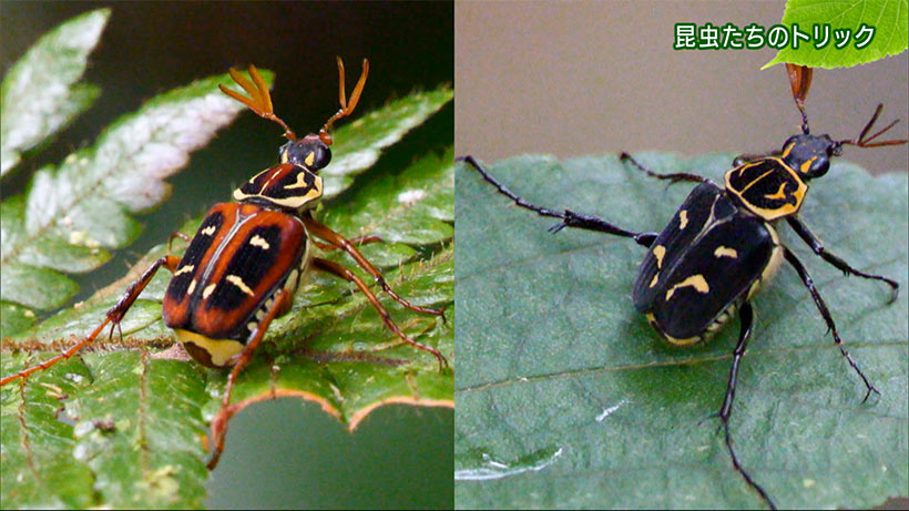 リュウキュウの自然　昆虫たちのトリック