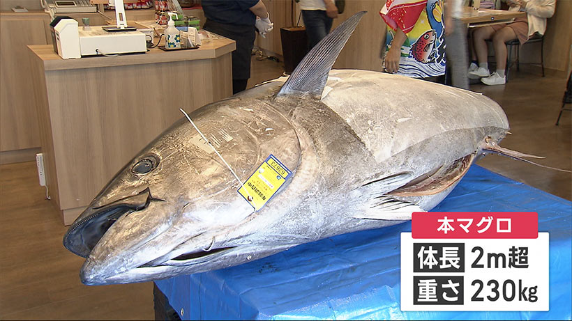 重さ２３０キロ！本マグロを目の前で解体！