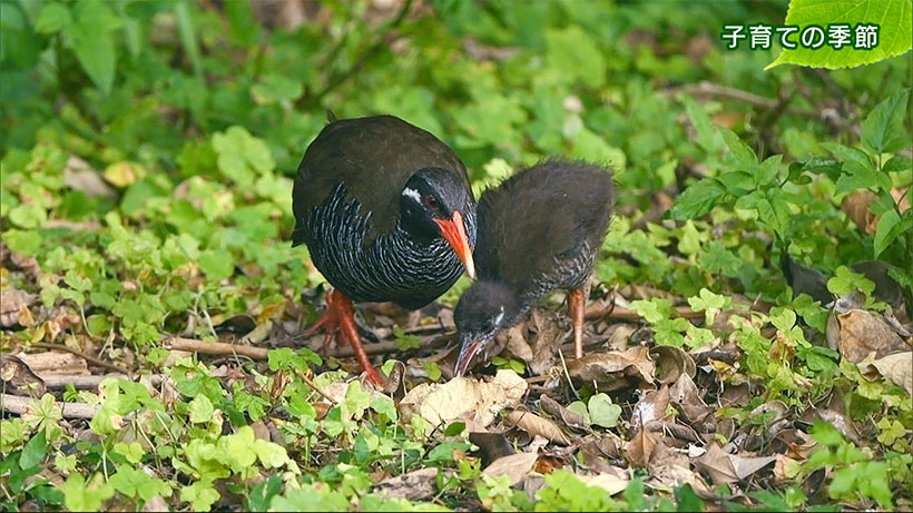 リュウキュウの自然　子育ての季節