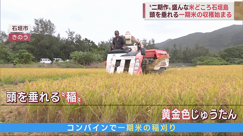 沖縄の米どころ石垣島で一期米の収穫が始まる