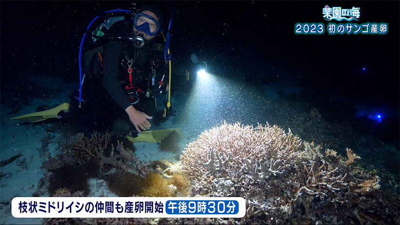 楽園の海「2023サンゴの産卵」