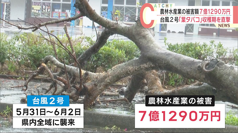 台風２号　沖縄の農林水産業で被害総額７億円あまり　葉タバコは約５億円