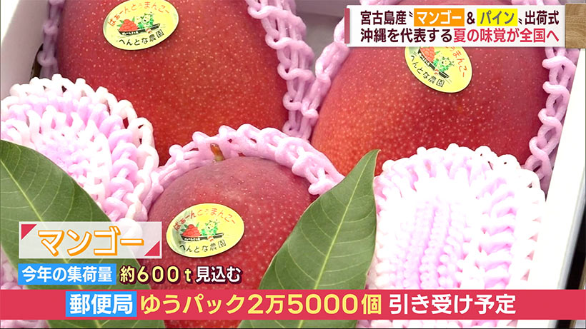 沖縄を代表する夏の味覚「マンゴー＆パイナップル」宮古島で出荷式