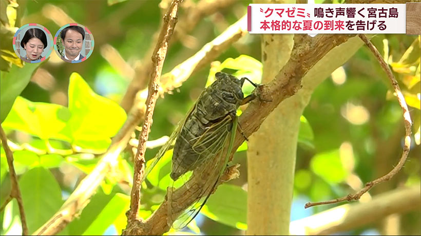 沖縄・宮古島でクマゼミの鳴き声響く