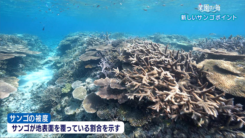 楽園の海　〜サンゴ礁のポイントを新規開拓〜