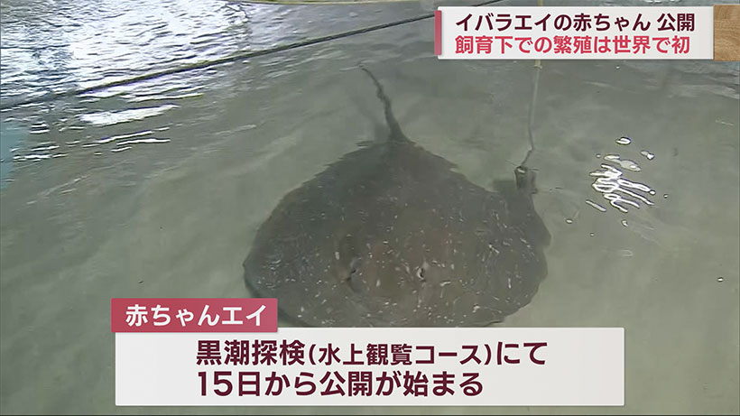 海洋博公園 イバラエイの繁殖を世界で初めて成功