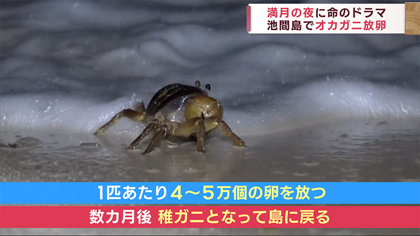 沖縄県宮古島市　池間島で満月の夜に命のドラマ　オカガニ放卵