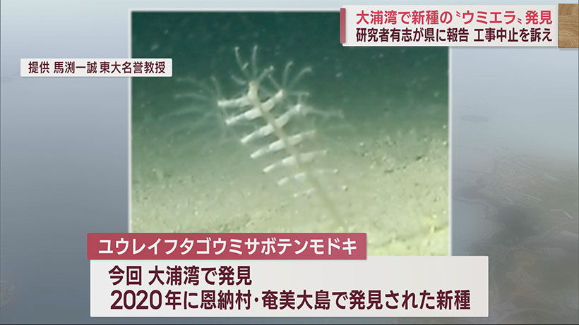 大浦湾で新種ウミエラを発見／研究者が工事に懸念