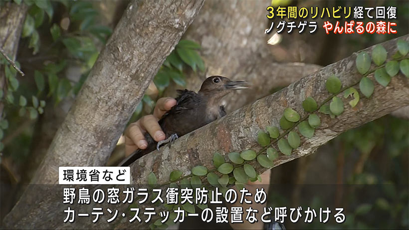 ３年間のリハビリ経て回復　ノグチゲラがやんばるの森に帰る