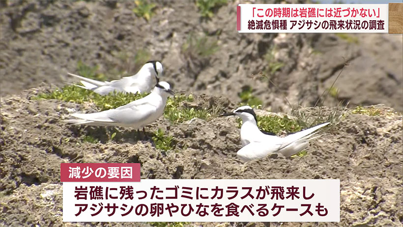 アジサシの飛来状況調査