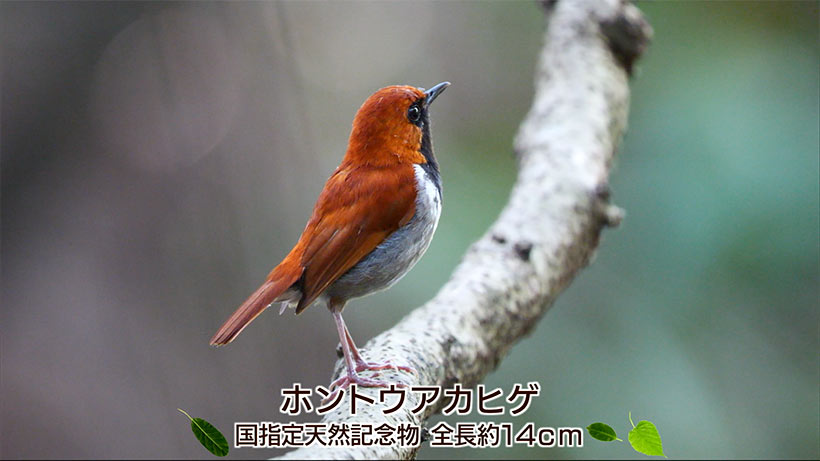 リュウキュウの自然　ホントウアカヒゲ