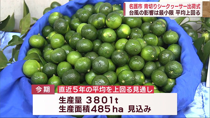 青切りシークヮーサー出荷式／名護／「台風６号被害は最小限」