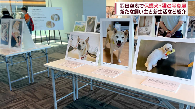 保護犬・猫への関心を　羽田空港で写真展を開催
