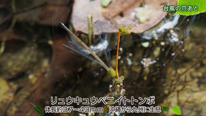 リュウキュウの自然「台風の爪痕」