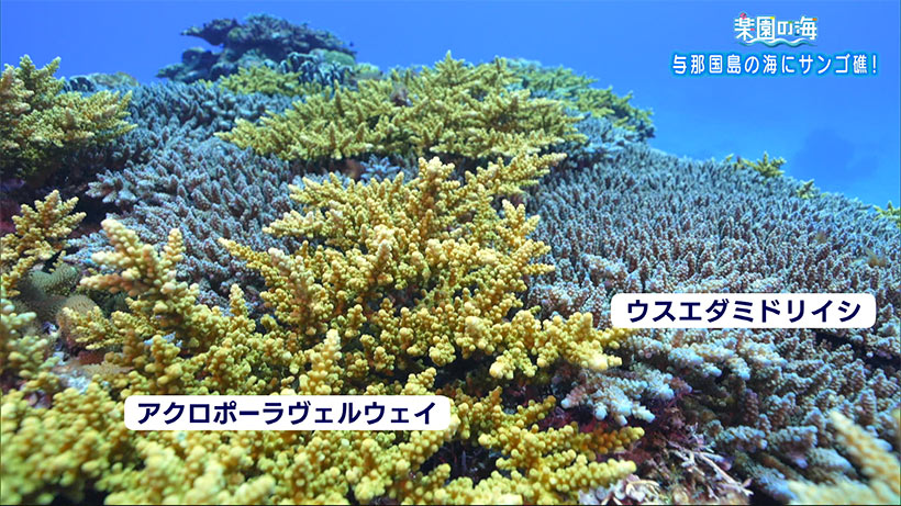 楽園の海　与那国島のサンゴ礁