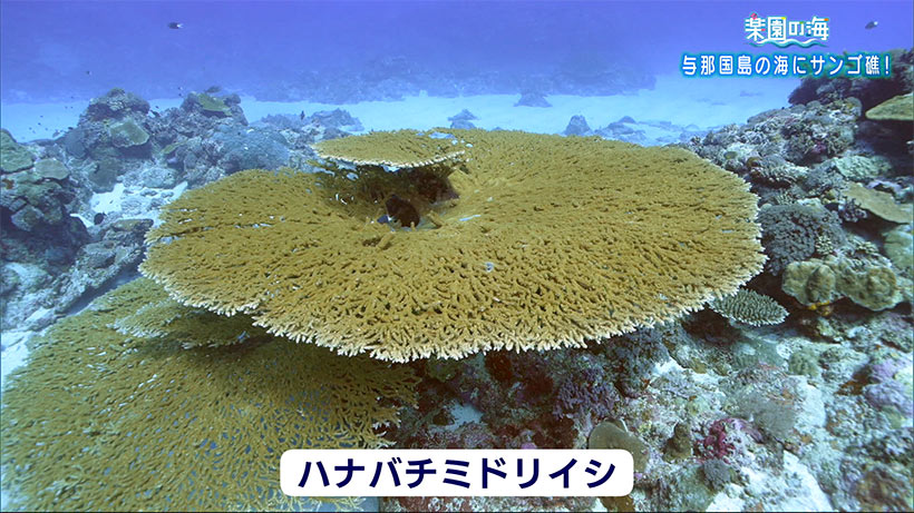 楽園の海　与那国島のサンゴ礁