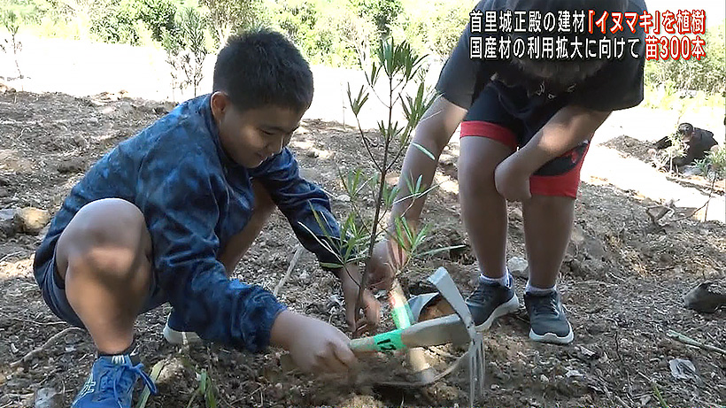 首里城復興や国産材の利用拡大に向けて宮古島でイヌマキを植樹