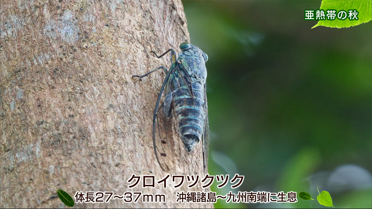 リュウキュウの自然「亜熱帯の秋」