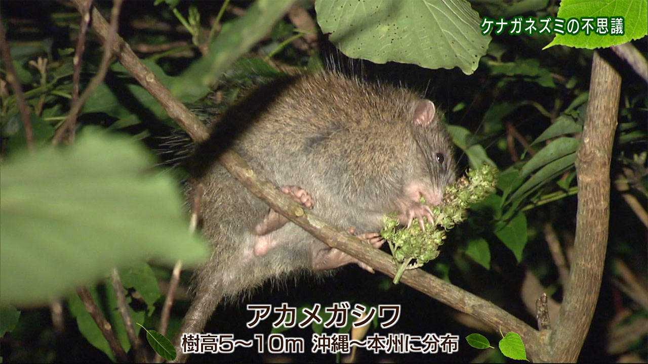 リュウキュウの自然「ケナガネズミの不思議」