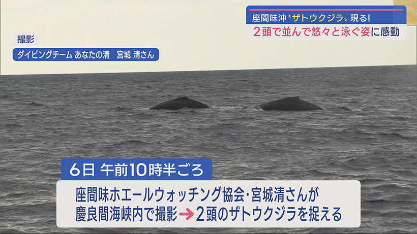 今年も到来！沖縄・座間味沖に２頭のザトウクジラがあらわれる