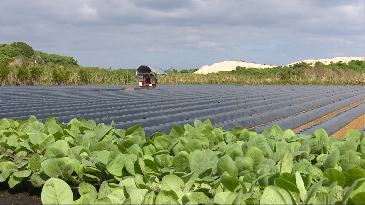 沖縄・宮古島で葉タバコの植え付けが始まる「今年こそ豊作を」