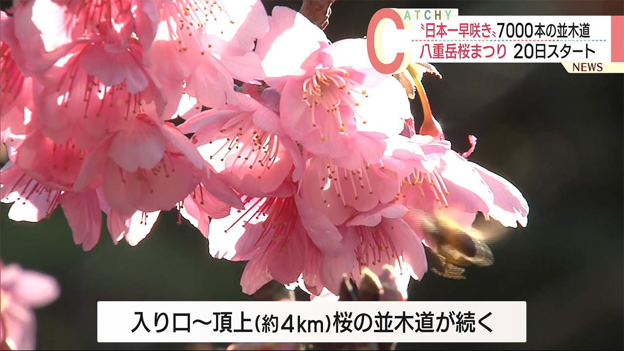 沖縄・本部町で「日本一早い」桜まつり　１月２０日にスタート