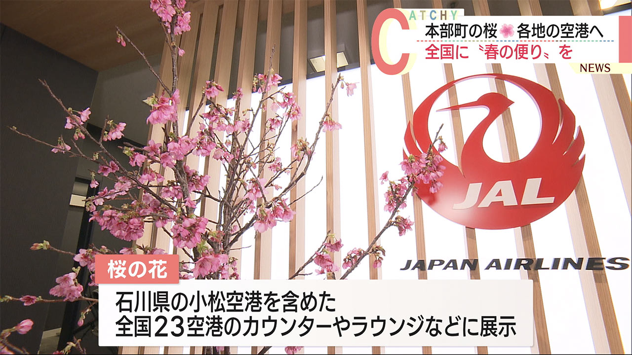 日本一早い桜の花を全国へ