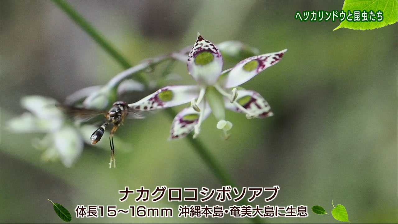 リュウキュウの自然「ヘツカリンドウと昆虫たち」