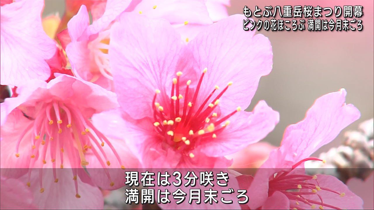 第４６回もとぶ八重岳桜まつり開幕