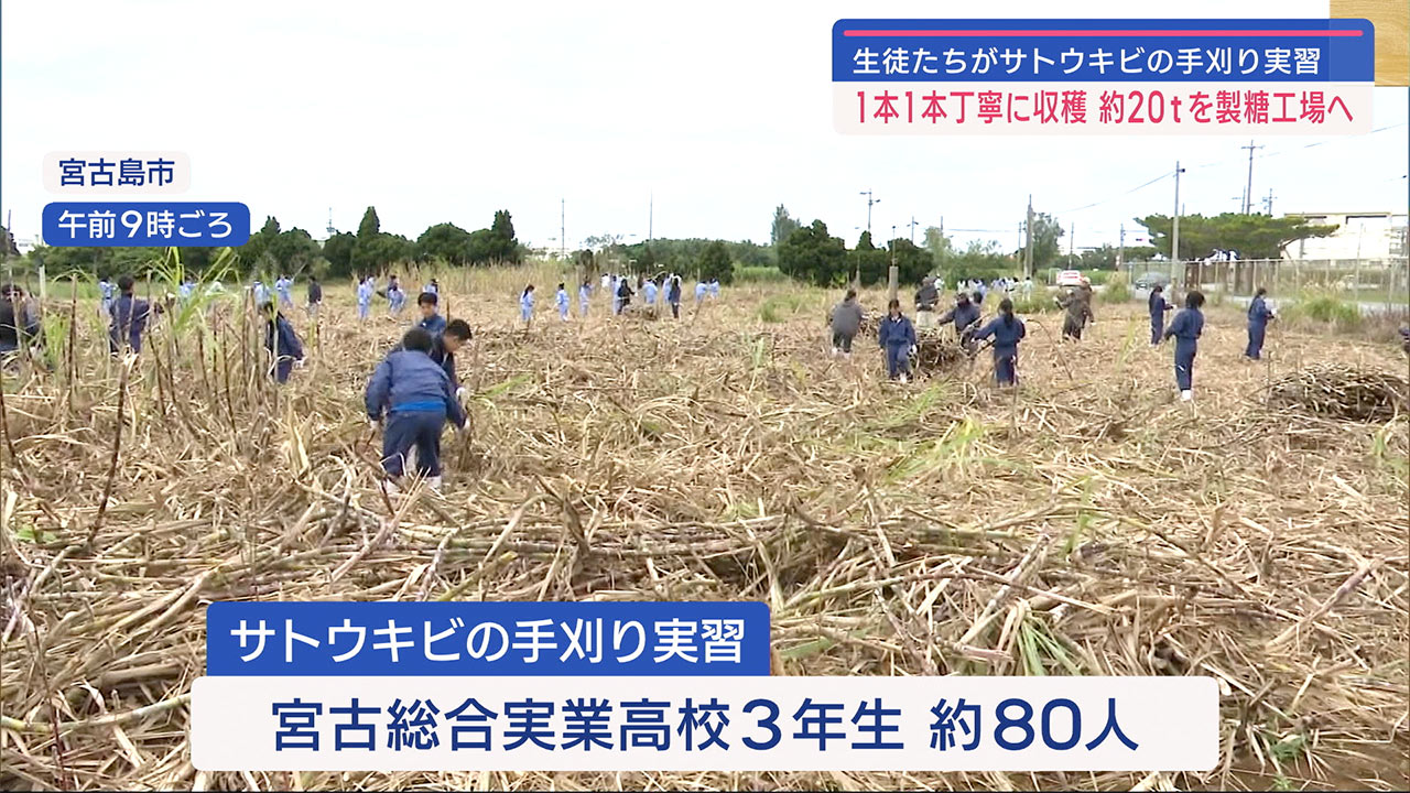 高校生がサトウキビ刈り取り実習