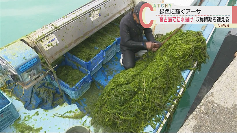 沖縄・宮古島でアーサの収穫が始まる