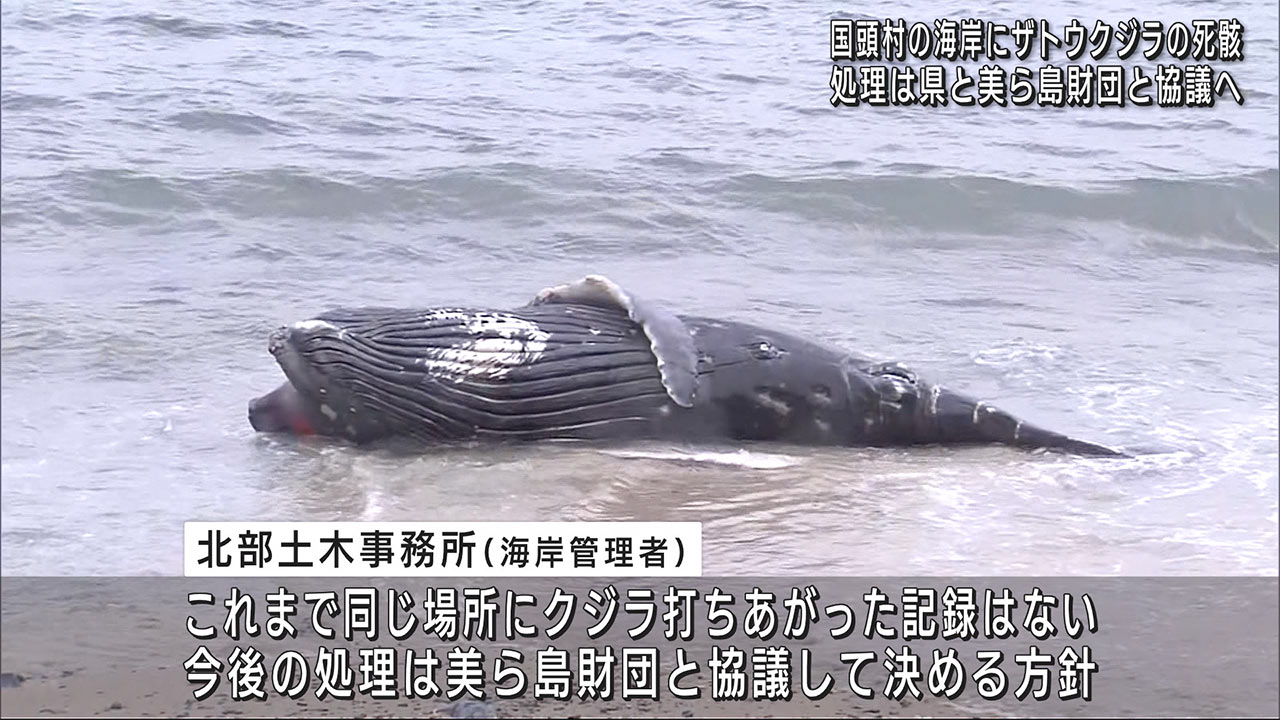 国頭村の海岸にクジラの死がいが漂着