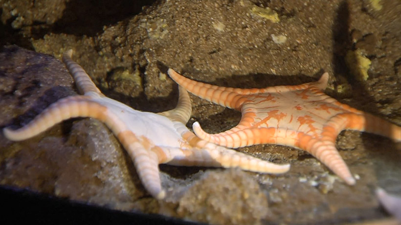 沖縄美ら海水族館が新種のヒトデを展示