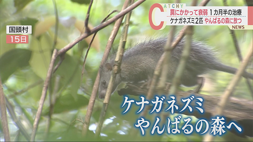 罠にかかって衰弱した２匹のケナガネズミ １カ月半の治療経てやんばるの森に戻る