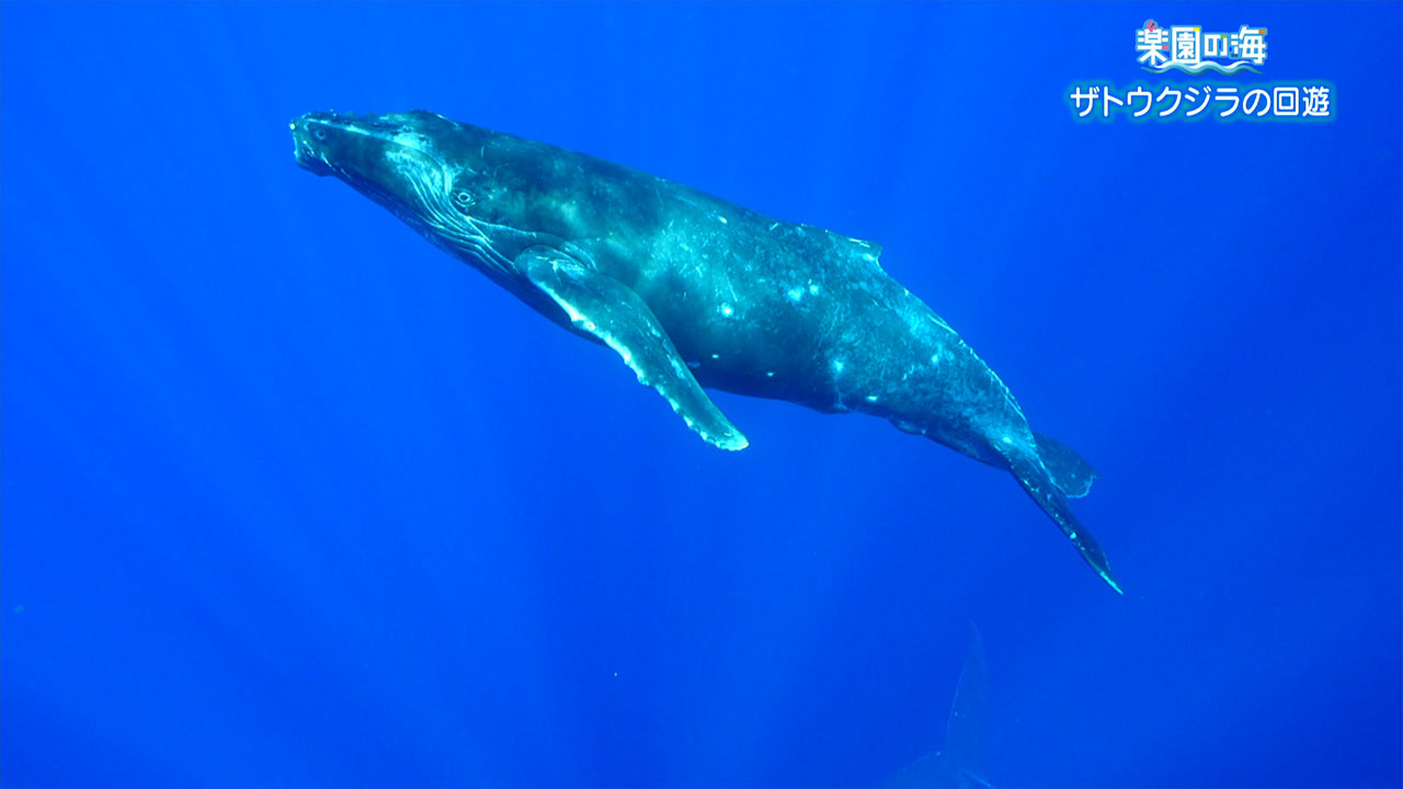 楽園の海「ザトウクジラの回遊」