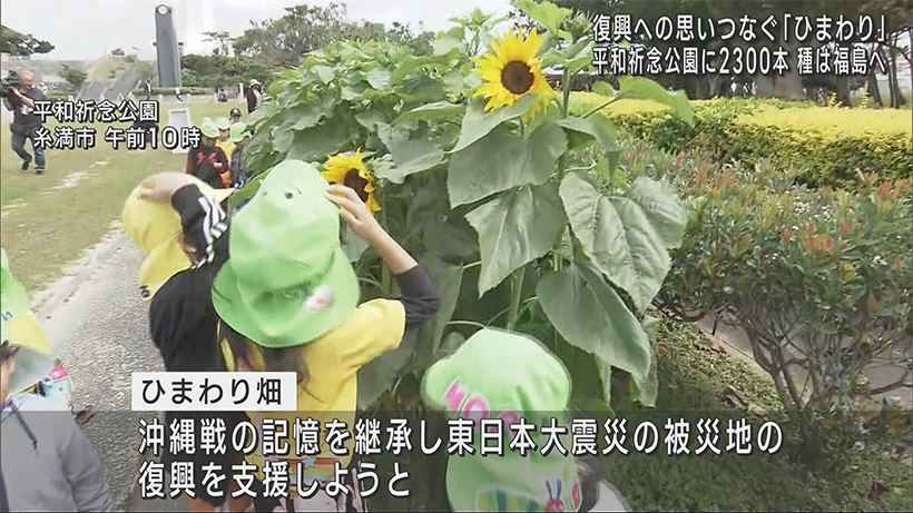 東日本大震災から１３年　東北と沖縄の絆のひまわり畑がオープン