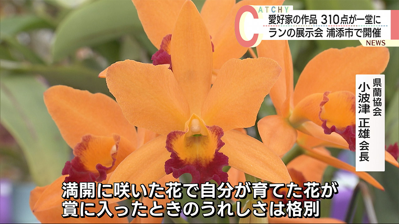 愛好家の花が勢ぞろい　浦添市で全沖縄らん展示会