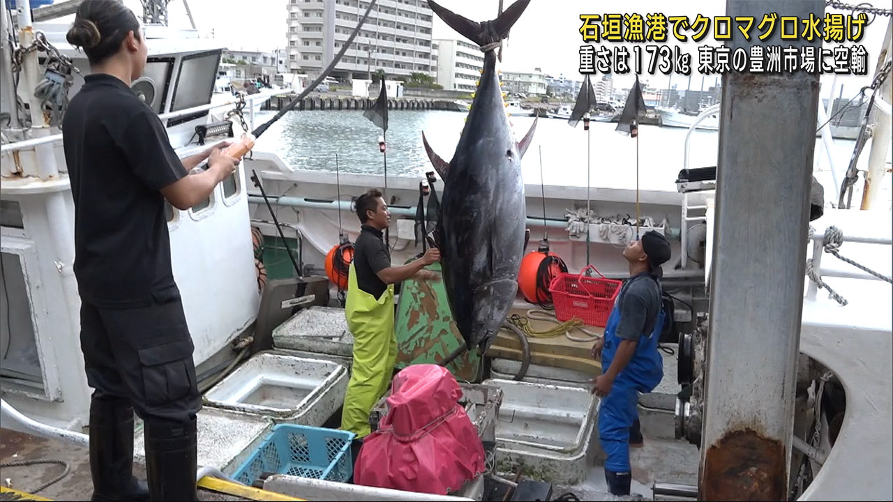 石垣市でクロマグロ水揚げ