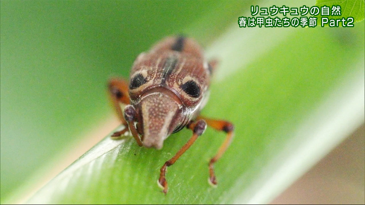 リュウキュウの自然　春の甲虫　その２