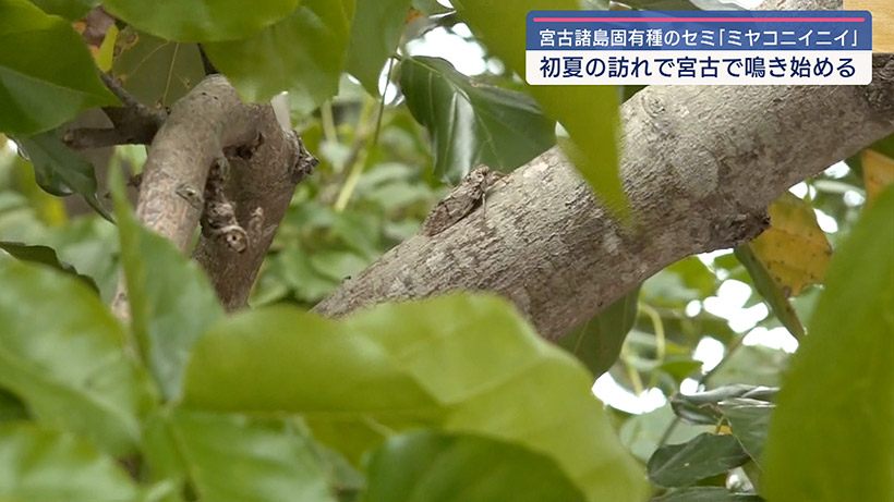 宮古諸島に生息するセミ ミヤコニイニイが鳴き出す