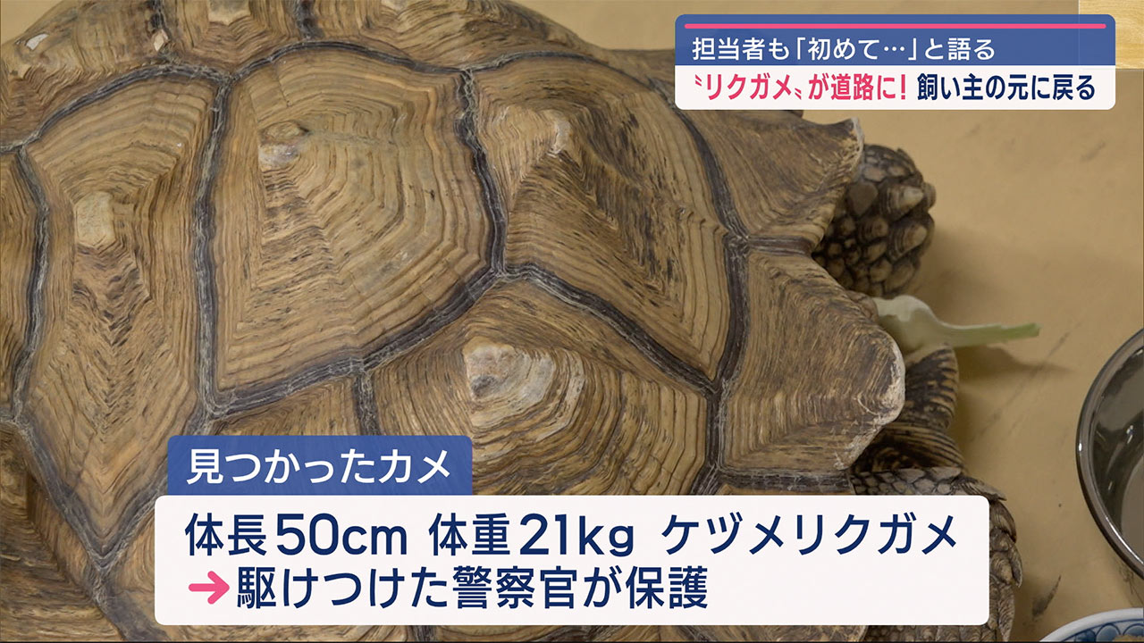 担当者「初めて…」珍しい「落とし物」が沖縄で保護される