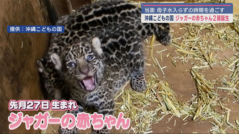 沖縄こどもの国にジャガーの赤ちゃん誕生 当面は母子水入らずで過ごす