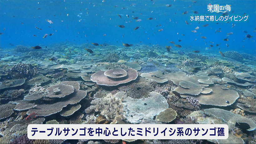 楽園の海　水納島で癒しのダイビング