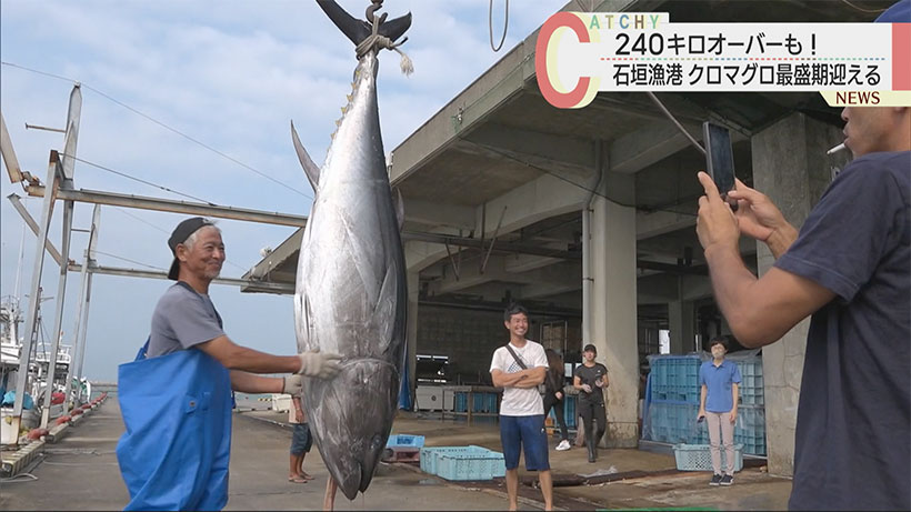 クロマグロ最盛期！　石垣漁港