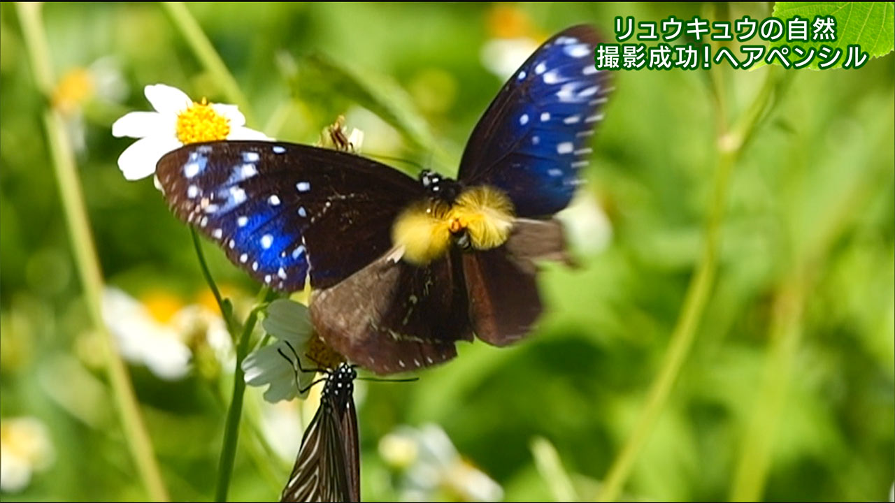 リュウキュウの自然チョウは恋の季節撮れた！ヘアペンシル！