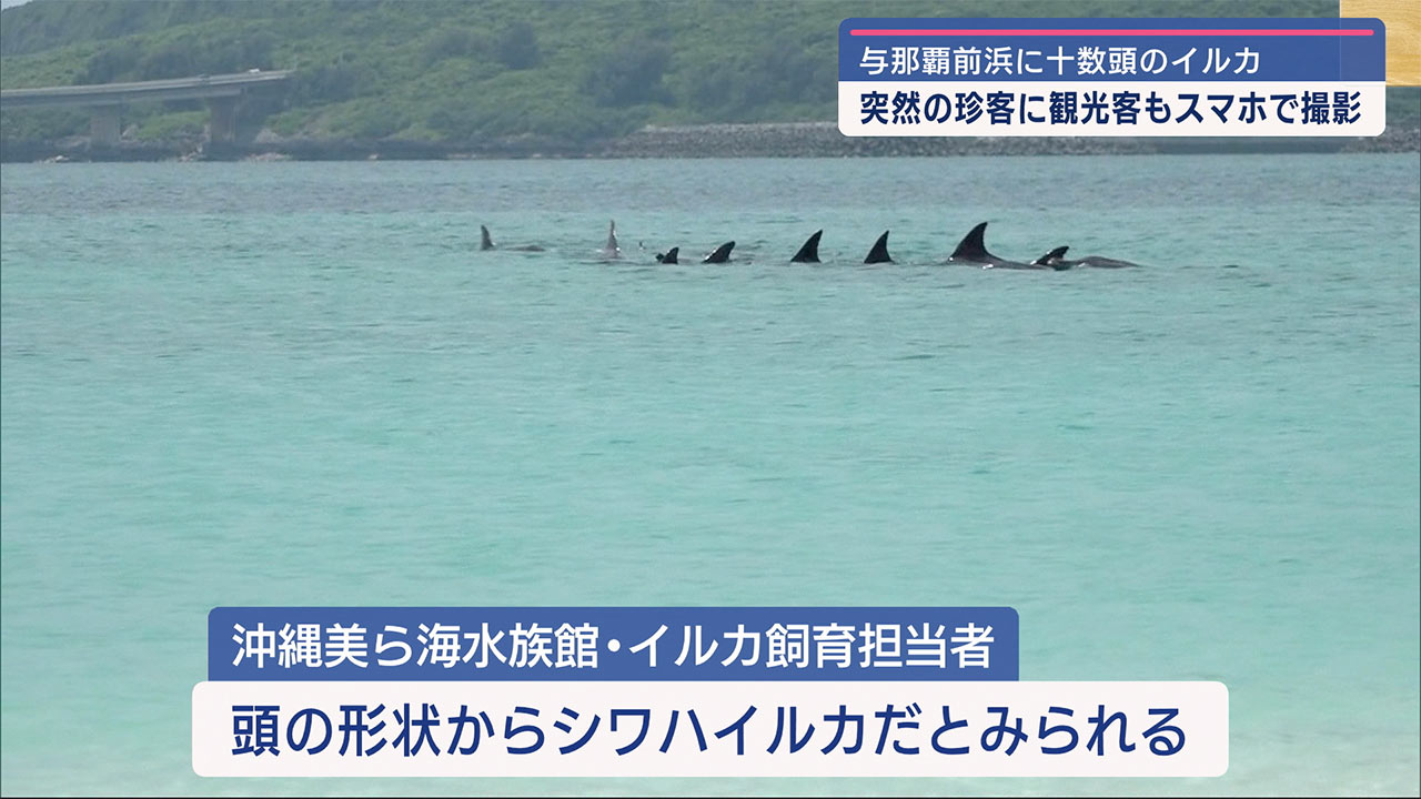 与那覇前浜にイルカの群れ