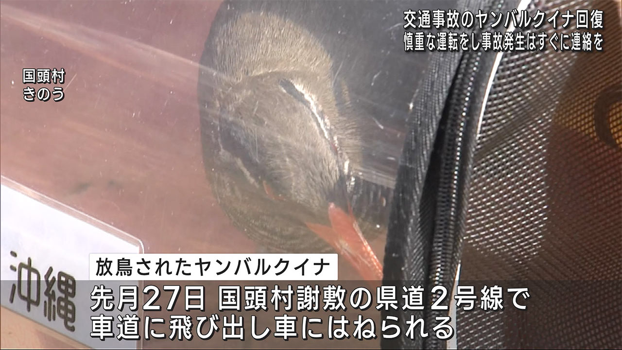 事故に遭ったヤンバルクイナを放鳥