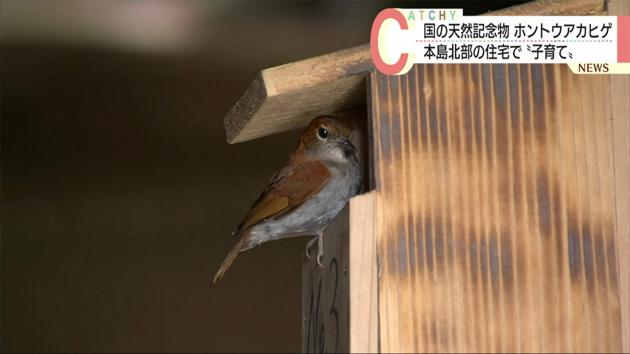 ホントウアカヒゲの子育て捉えました！